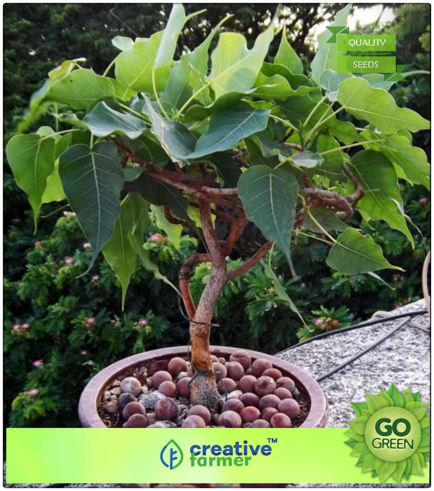 https://assetscdn1.paytm.com/images/catalog/product/H/HO/HOMSEEDS-TREE-BCREA8874769CD5B4A/1563100507788_0..jpg