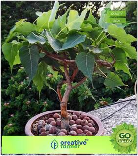 Seeds : Tree Bonsai Seeds : Sacred Fig Ficus Religiosa - Arayal Seed Packets Bonsai Tree Seeds Premium Economy Kitchen Garden Plant Seeds