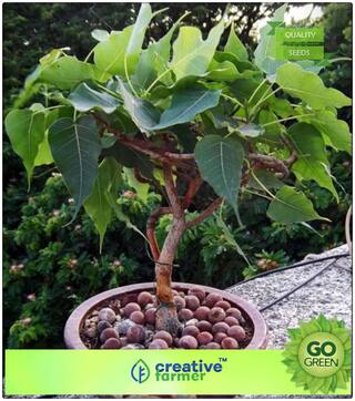 Seeds : Tree Bonsai Seeds : Sacred Fig Ficus Religiosa - Arayal Seed Packets Bonsai Tree Seeds Premium Economy Kitchen Garden Plant Seeds