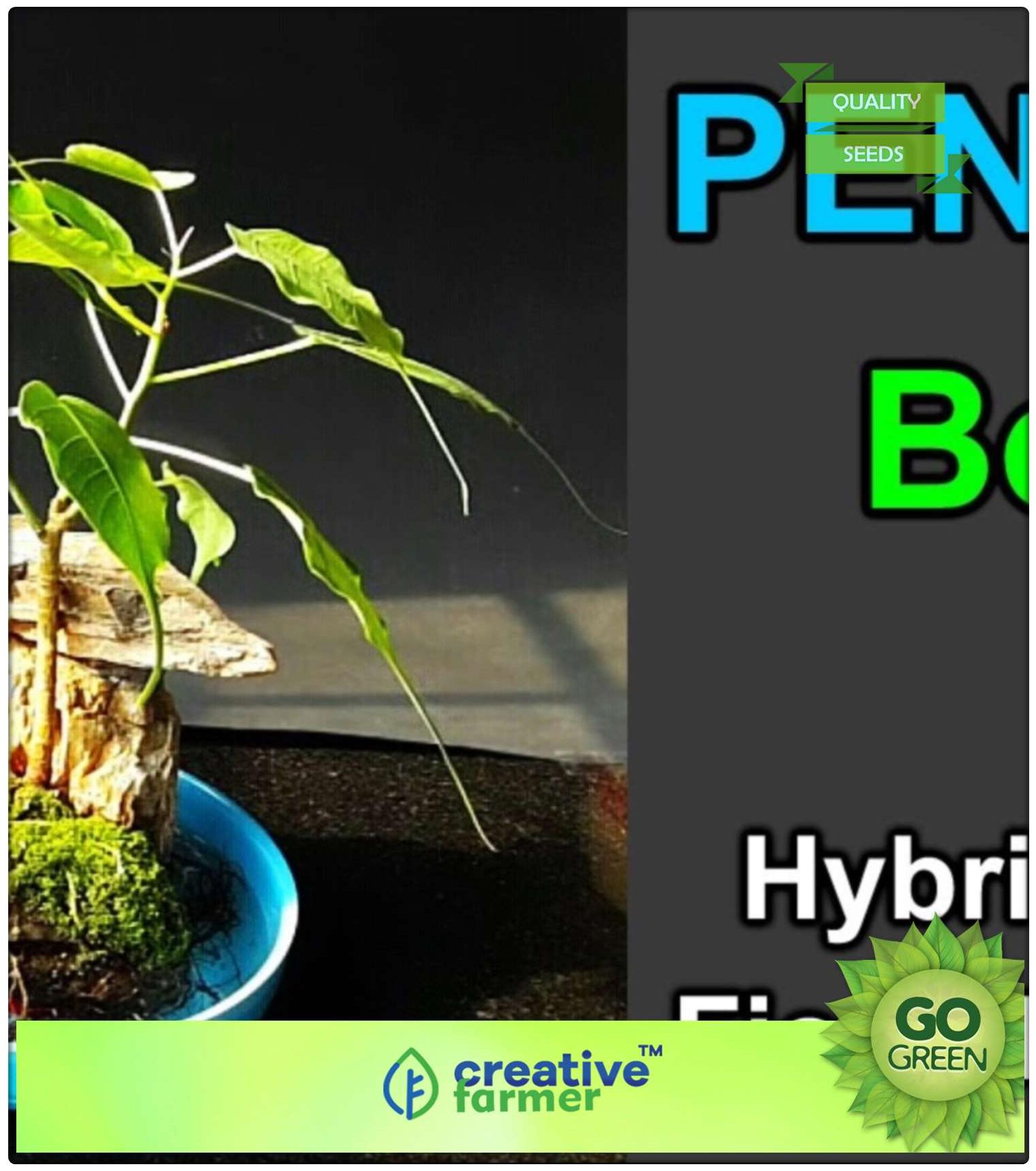 https://assetscdn1.paytm.com/images/catalog/product/H/HO/HOMSEEDS-TREE-BCREA88747E0D820FC/1563113569343_0..jpg