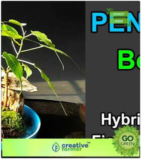 Seeds : Tree Bonsai Seeds : Air Purification Tree Ficus Caudata Seeds For Sale Bonsai Tree Seeds Premium Economy Kitchen Garden Plant Seeds