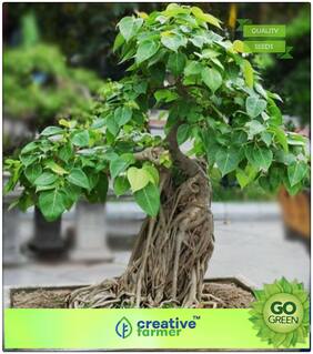Seeds : Tree Bonsai Seeds : Outdoor Plants Bodhi Tree - Ficus Tree Seeds For Home Bonsai Tree Seeds Premium Economy Kitchen Garden Plant Seeds