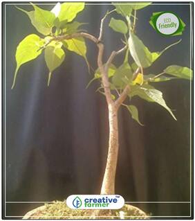 Seeds : Tree For Garden Ficus Religiosa - Ashwattha Pimpala Tropical Plant Seeds Bonsai Tree Seeds Tree Bonsai Seeds Economy Gardening Plant Seeds