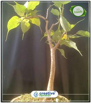 Seeds : Tree For Garden Ficus Religiosa - Ashwattha Pimpala Tropical Plant Seeds Bonsai Tree Seeds Tree Bonsai Seeds Economy Gardening Plant Seeds