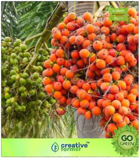Seeds : Tree Seeds : Arecanut Seeds - Areca Catechu Premium Economy Kitchen Garden Plant Seeds