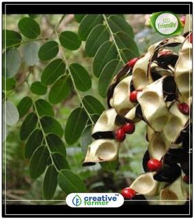 Seeds : Tree Seeds Rakt Chandan - Adenanthera Pavonina Shade Tree Seeds Economy Gardening Plant Seeds