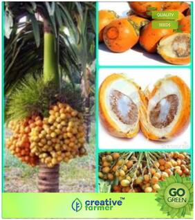 Seeds : Tree Seeds : Supari Plant Seeds Premium Economy Kitchen Garden Plant Seeds