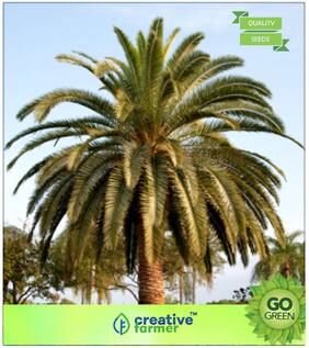 Seeds : Tree Seeds : Date Palm Fruit Seeds Premium Economy Kitchen Garden Plant Seeds
