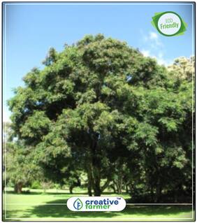 Seeds : Tree Seeds Ornamental Plant With Fragrant Creamy Flowers Seeds For Cultivation Economy Gardening Plant Seeds