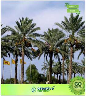 Seeds : Tree Seeds : Date Palm Sweet Fruit Seeds For Growing Premium Economy Kitchen Garden Plant Seeds
