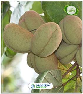 Seeds : Tree Seeds Straight Trunk Sterculia Guttata Shade Tree Seeds Economy Gardening Plant Seeds