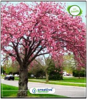 Seeds : Tree Seeds Sour Cherry - Flowering Plants Flower Tree Seeds Economy Gardening Plant Seeds