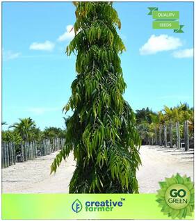 Seeds : Tree Seeds : Polyalthia Longifolia Var. Pendula Premium Economy Kitchen Garden Plant Seeds