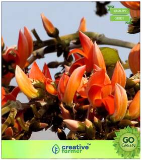 Seeds : Tree Seeds : Butea Dark Orange Colour Flowers Premium Economy Kitchen Garden Plant Seeds