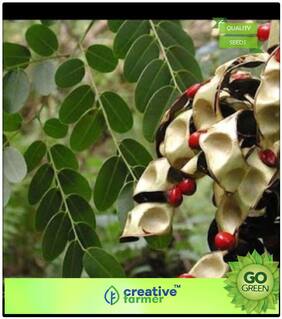 Seeds : Tree Seeds Badi Gumchi Red Sandalwood Tree Seeds Premium Economy Kitchen Garden Plant Seeds