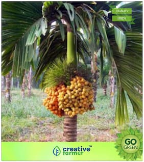 Seeds : Tree Seeds : Rare Plant Arecanut Inter-Mangala Betel Seeds Premium Economy Kitchen Garden Plant Seeds