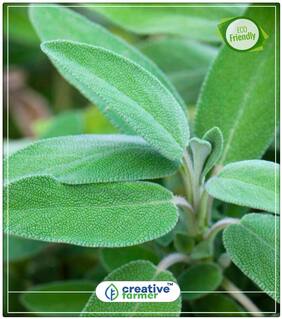 Seeds : True Sage Herb Seeds For Garden Economy Gardening Plant Seeds
