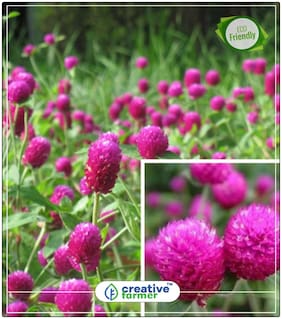 Seeds : Vadamalli - Gomphrena Flower Seeds Mixed Colour Economy Gardening Plant Seeds