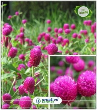 Seeds : Vadamalli - Gomphrena Flower Seeds Mixed Colour Economy Gardening Plant Seeds