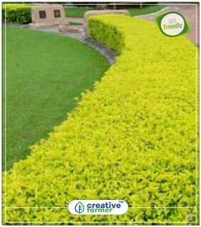 Seeds : Variegated Sky Flower For Lawn Garden Economy Gardening Plant Seeds