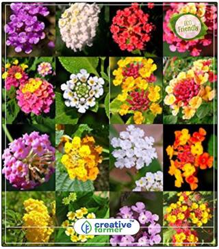 Seeds : Verbena Mixed Premium Seeds Flower Seeds Rainy Season Economy Gardening Plant Seeds