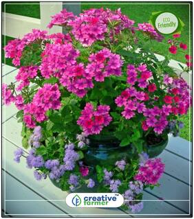 Seeds : Verbena-Ideal Florist Mixed Flower Seed For All Season Economy Gardening Plant Seeds