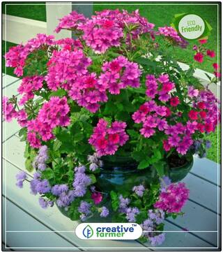 Seeds : Verbena-Ideal Florist Mixed Flower Seed For All Season Economy Gardening Plant Seeds