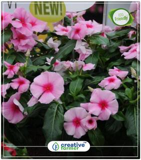 Seeds : Vinca Nayantara Gardening Seeds Combo Economy Gardening Plant Seeds