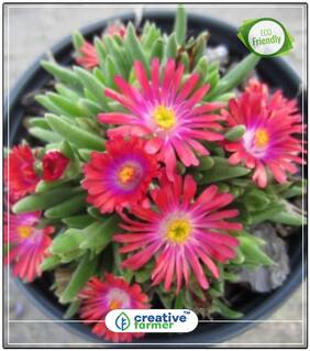 Seeds : Vygies Flower Kitchen Garden Seeds Economy Gardening Plant Seeds