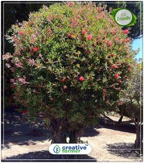 Seeds : Weeping Bottle Brush Flowering Plant Economy Gardening Plant Seeds