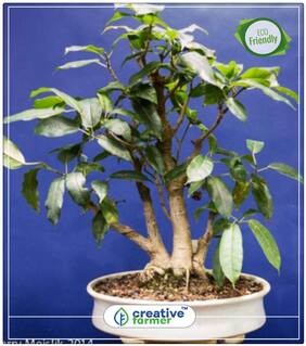 Seeds : White Fig - Large Strangling Fig Rare Exotic Economy Gardening Plant Seeds