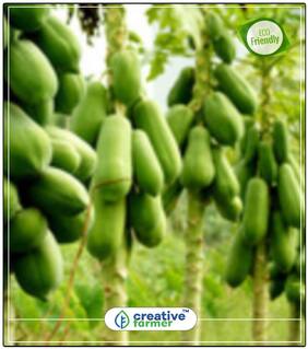 Seeds : Yellow Flesh Papaya Fruit Seeds Economy Gardening Plant Seeds