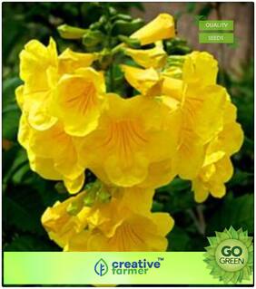 Seeds : Yellow Colour Flower Trumpetbush Flower Seeds For Rainy Season Flowering Plant Seeds Premium Economy Kitchen Garden Plant Seeds