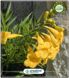 Seeds : Yellow Colour Flower Trumpetbush Flower Seeds For Rainy Season Bonsai Plant Garden Flower Seeds Flower Bonsai Seeds Economy Gardening Plant Seeds