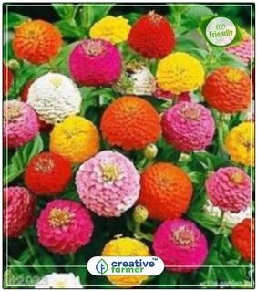 Seeds : Zinnia Elegans Lilliput Mixed Kitchen Garden Seeds Economy Gardening Plant Seeds