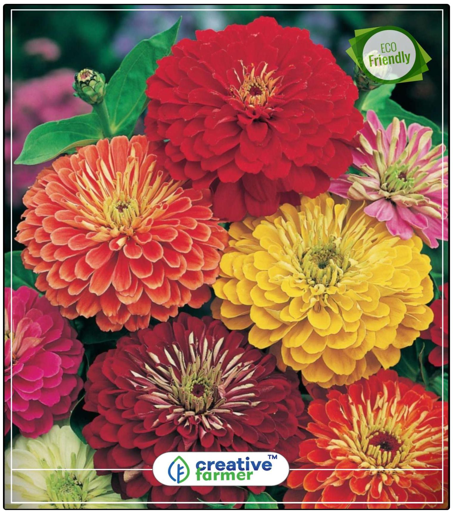 https://assetscdn1.paytm.com/images/catalog/product/H/HO/HOMSEEDS-ZINNIACREA88747F17733AF/1563112282665_0..jpg