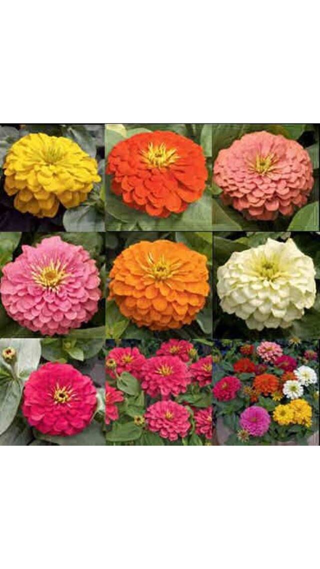 Seeds Zinnia Mixed Colour Flowers - Exotic Seeds - Pack of 40 High Germination Seeds