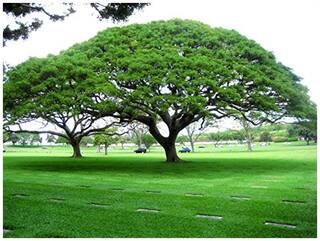 Shade Tree Seeds : Pithecellobium Saman - Home Garden Pack by Creative Farmer