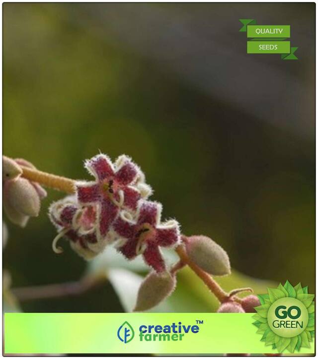 Shade Tree Seeds : Tree Seeds Kukar - Sterculia Premium Kitchen Garden Plant Seeds