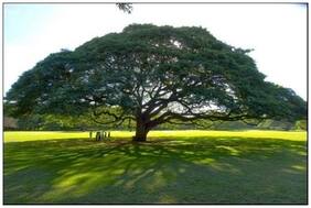Shade Tree Seeds : Crow Bean Tree - Home Garden Pack by Creative Farmer