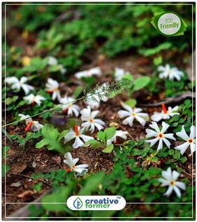 Shiuli Flowering Trees Of India Perfect Home Garden Plant Seeds