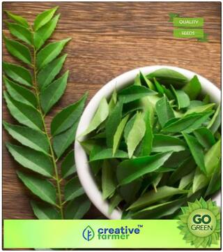 Shrub Seeds - Curry Leaves Fresh Seeds Plant Seeds Premium Kitchen Garden Plant Seeds