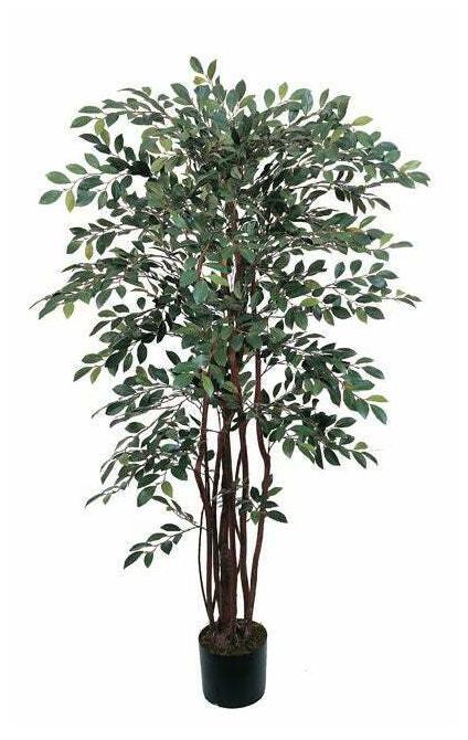 

Silk Ruscus Tree (4 ft )