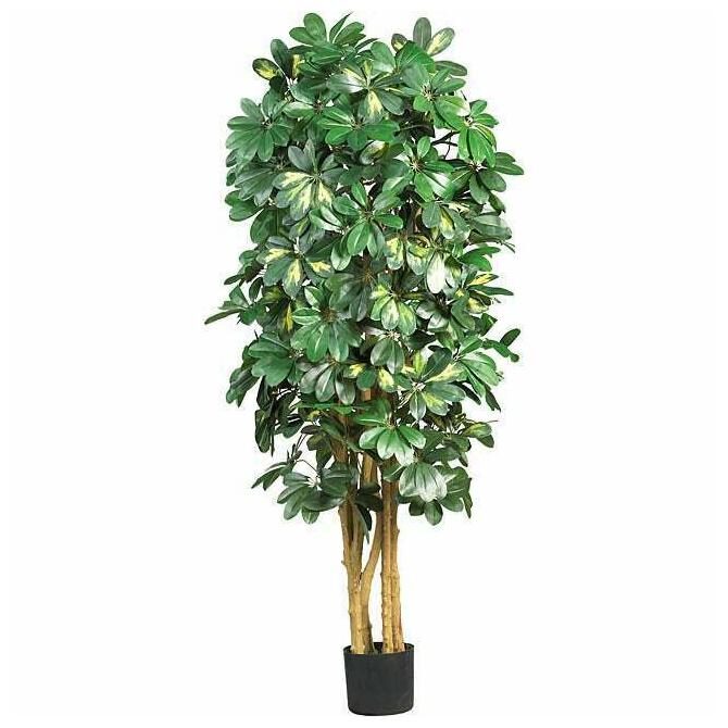 

Silk Schefflera 5-foot Tree