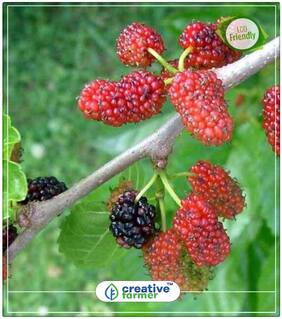 Silkworm Mulberry (Shahtoot) Fruit Tree Seeds Perfect Home Garden Plant Seeds