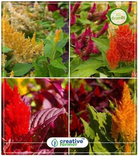 Silver Cock'S Comb Flower Seed For Garden Perfect Home Garden Plant Seeds