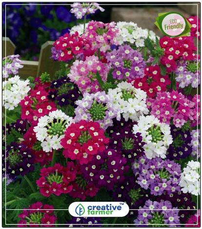 Simpler'S Joy Mix Plant Seeds In Summer Perfect Home Garden Plant Seeds