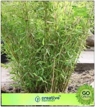 Small Bamboo Bamboo Seeds For Home Decor Bamboo Seeds Premium Kitchen Garden Plant Seeds