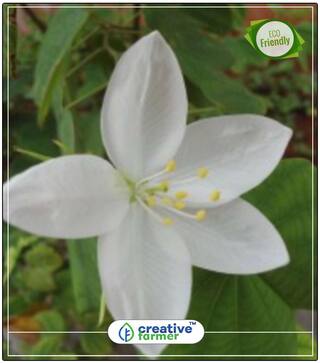 Snowy Orchid-Tree [Orchid Like Flower] Plant Seeds For All Season Perfect Home Garden Plant Seeds