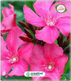 Soland Flower Plant Seeds Flowering Trees Perfect Home Garden Plant Seeds